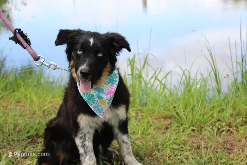 Bluff Puppy Pre-K Trained – Australian Shepherd puppy for sale in Royse City, TX