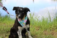 Bluff ASCA/AKC/ASDR, Puppy Pre-K Graduate, a female Australian Shepherd for sale in Royse City, TX – 2 of 8