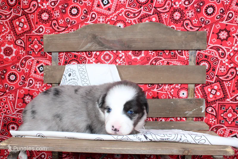 Midland ASDR Minatare Australian Shepherd – Miniature Australian Shepherd puppy for sale in Royse City, TX