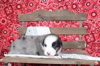 Midland ASDR Minatare Australian Shepherd, a male Miniature Australian Shepherd for sale in Royse City, TX – 1 of 10