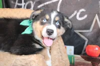 Brooks AKC , a male Australian Shepherd for sale in Royse City, TX – 8 of 9