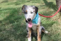 Duke In Puppy Pre-K Training, a male Australian Shepherd for sale in Royse City, TX – 2 of 10