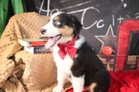 Cash AKC , a male Australian Shepherd for sale in Royse City, TX – 10 of 10