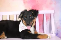 Bingo AKC Puppy Pre-K Graduate, a male Australian Shepherd for sale in Royse City, TX – 8 of 10