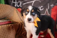 Waylon AKC, a male Australian Shepherd for sale in Royse City, TX – 2 of 10