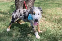 Duke In Puppy Pre-K Training, a male Australian Shepherd for sale in Royse City, TX – 8 of 10