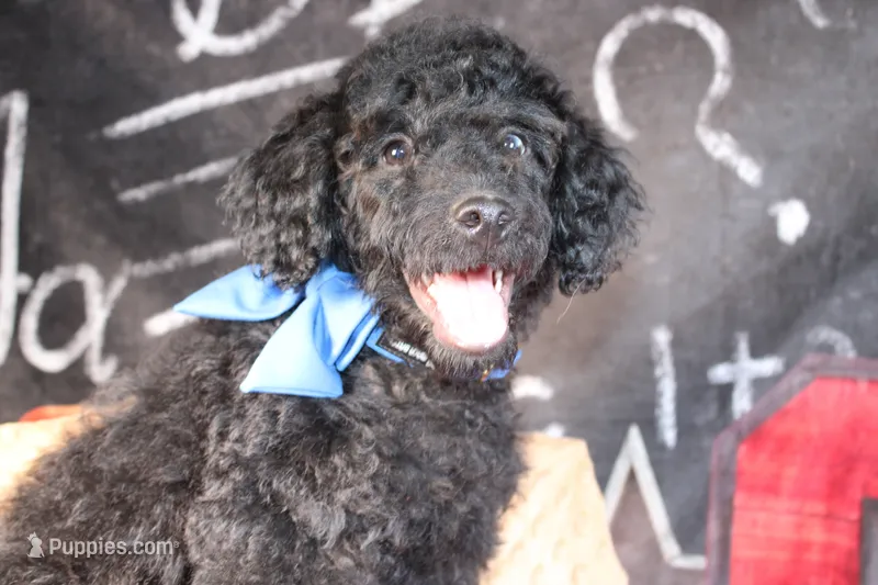 Clyde Puppy Pre-k Graduate – Miniature Aussiedoodle puppy for sale in Royse City, TX