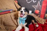 Willie AKC, a male Australian Shepherd for sale in Royse City, TX – 3 of 8