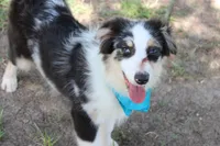 Knox, a male Australian Shepherd for sale in Royse City, TX – 5 of 10