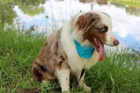Bevo, a male Australian Shepherd for sale in Royse City, TX – 8 of 9