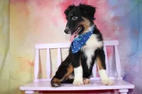 Keno AKC Puppy Pre-K Graduate, a male Australian Shepherd for sale in Royse City, TX – 4 of 9