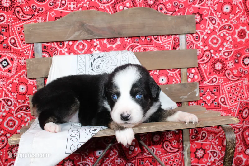 Amarillo ASDR Miniature Australian Shepherd  – Miniature Australian Shepherd puppy for sale in Royse City, TX
