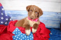 Oakley AKC Red Tri Female, a female Australian Shepherd for sale in Royse City, TX – 4 of 9