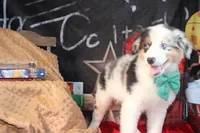 Hank AKC , a male Australian Shepherd for sale in Royse City, TX – 9 of 9