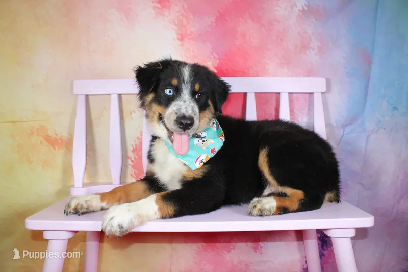 Nobel ASDR in Puppy Pre-K – Australian Shepherd puppy for sale in Royse City, TX