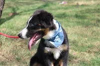 Knight ASDR, In Puppy Pre-K , a male Australian Shepherd for sale in Royse City, TX – 10 of 10