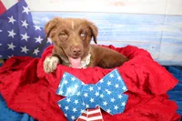 Cassidy AKC Red Tri Female, a female Australian Shepherd for sale in Royse City, TX – 5 of 9