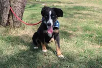 Knight ASDR, In Puppy Pre-K , a male Australian Shepherd for sale in Royse City, TX – 6 of 10