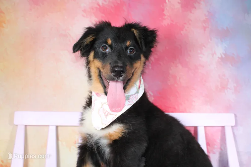 Bingo AKC Puppy Pre-K Graduate – Australian Shepherd puppy for sale in Royse City, TX