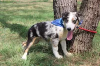 Baron ASDR Puppy Pre-K in Progress, a male Australian Shepherd for sale in Royse City, TX – 6 of 9