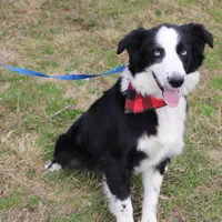 Lee Anne, a female Australian Shepherd for sale in Royse City, TX – Photo 5 of 8