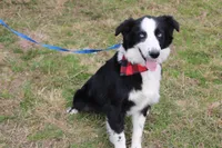 Lee Anne, a female Australian Shepherd for sale in Royse City, TX – Photo 5 of 8