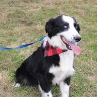 Lee Anne, a female Australian Shepherd for sale in Royse City, TX – Photo 6 of 8