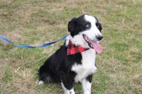 Lee Anne, a female Australian Shepherd for sale in Royse City, TX – Photo 6 of 8