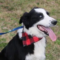 Lee Anne, a female Australian Shepherd for sale in Royse City, TX – Photo 4 of 8