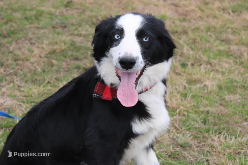 Lee Anne, a female Australian Shepherd for sale in Royse City, TX – Photo 1 of 8