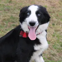 Lee Anne, a female Australian Shepherd for sale in Royse City, TX – Photo 1 of 8