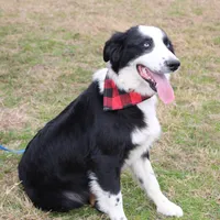 Lee Anne, a female Australian Shepherd for sale in Royse City, TX – Photo 8 of 8