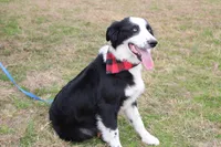 Lee Anne, a female Australian Shepherd for sale in Royse City, TX – Photo 8 of 8