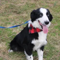 Lee Anne, a female Australian Shepherd for sale in Royse City, TX – Photo 3 of 8