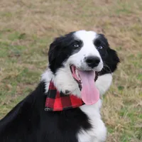 Lee Anne, a female Australian Shepherd for sale in Royse City, TX – Photo 2 of 8