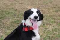 Lee Anne, a female Australian Shepherd for sale in Royse City, TX – Photo 2 of 8