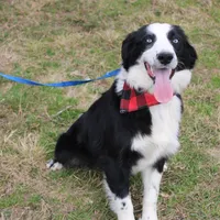 Lee Anne, a female Australian Shepherd for sale in Royse City, TX – Photo 7 of 8