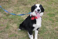 Lee Anne, a female Australian Shepherd for sale in Royse City, TX – Photo 7 of 8