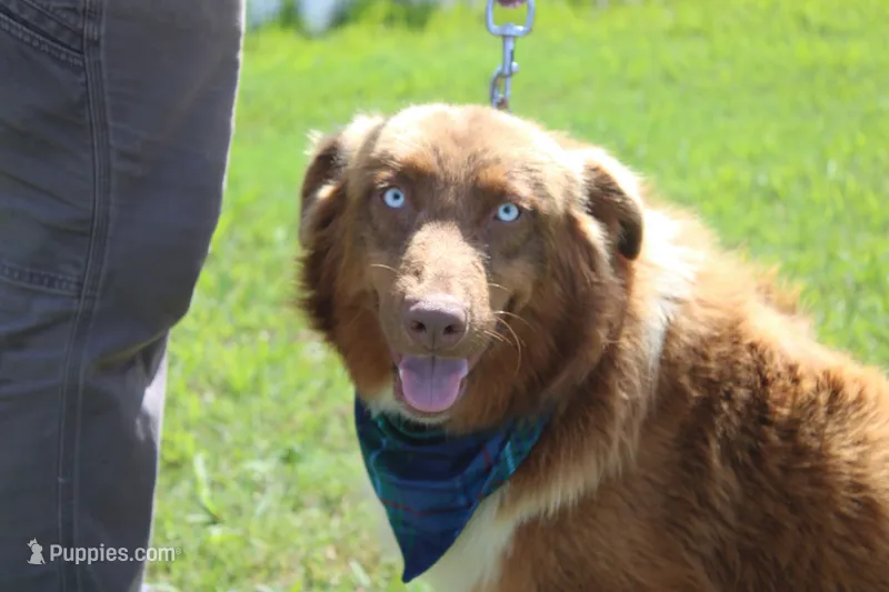 Healer  – Australian Shepherd puppy for sale in Royse City, TX