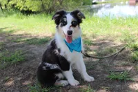 Knox, a male Australian Shepherd for sale in Royse City, TX – 8 of 10