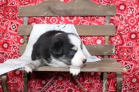 Lubbock ASDR Minatare Australian Shepherd, a male Miniature Australian Shepherd for sale in Royse City, TX – 3 of 8