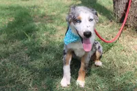 Duke In Puppy Pre-K Training, a male Australian Shepherd for sale in Royse City, TX – 9 of 10