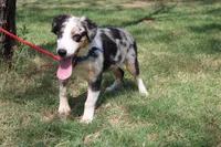 Baron ASDR Puppy Pre-K in Progress, a male Australian Shepherd for sale in Royse City, TX – 9 of 9