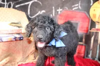Clyde Puppy Pre-k Graduate, a male Miniature Aussiedoodle for sale in Royse City, TX – 4 of 10