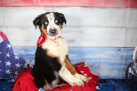 Walker AKC Tri, a male Australian Shepherd for sale in Royse City, TX – 4 of 10
