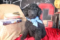 Clyde Puppy Pre-k Graduate, a male Miniature Aussiedoodle for sale in Royse City, TX – 6 of 10