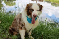 Bevo, a male Australian Shepherd for sale in Royse City, TX – 4 of 9