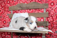 Tyler ASDR Minatare Australian Shepherd, a male Miniature Australian Shepherd for sale in Royse City, TX – 3 of 9
