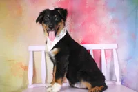 Bingo AKC Puppy Pre-K Graduate, a male Australian Shepherd for sale in Royse City, TX – 5 of 10