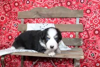 Lubbock ASDR Minatare Australian Shepherd, a male Miniature Australian Shepherd for sale in Royse City, TX – 4 of 8